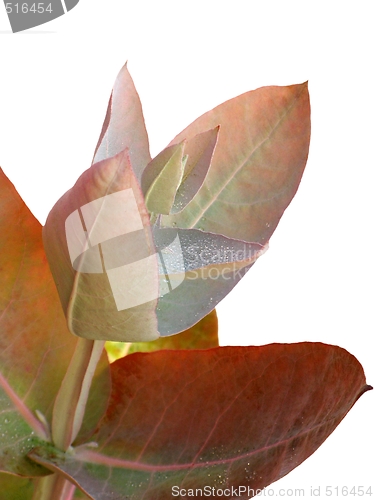 Image of Eucalyptus - Silver Drop
