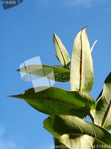 Image of Eucalyptus - Silver Drop