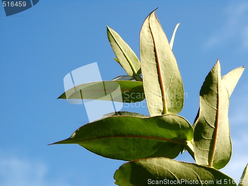 Image of Eucalyptus - Silver Drop