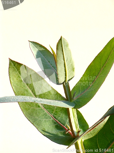 Image of Eucalyptus - Silver Drop