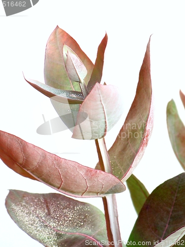 Image of Eucalyptus - Silver Drop