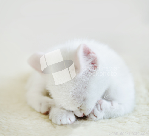 Image of White cat