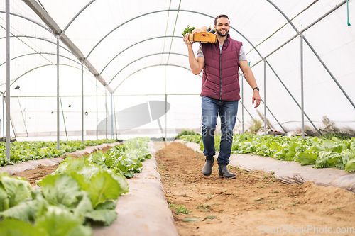 Image of Farmer, young man and greenhouse for vegetables, carry crate and happy with fresh produce from garden. Agriculture, sustainability farming or organic nutrition food for health or eco friendly harvest