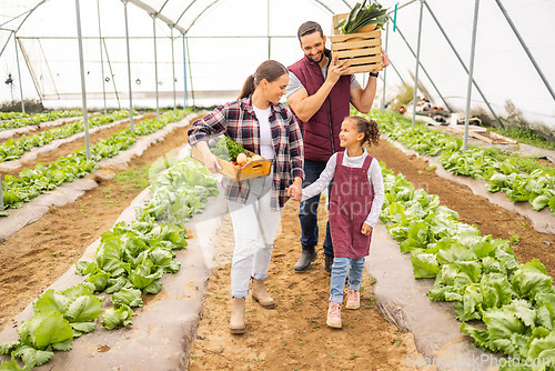 Image of Family, agriculture and farmer parents, girl and organic vegetable produce in a greenhouse in spring. Happy mother, father and child carrying box of vegetables on farming business or nutrition garden