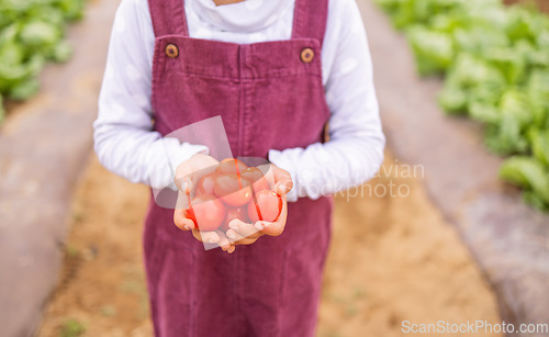 Image of Tomato in hands, agriculture and farming with vegetables, organic and farm harvest with girl holding product. Sustainability, environment with fresh growth and raw food, soil and sustainable farming.