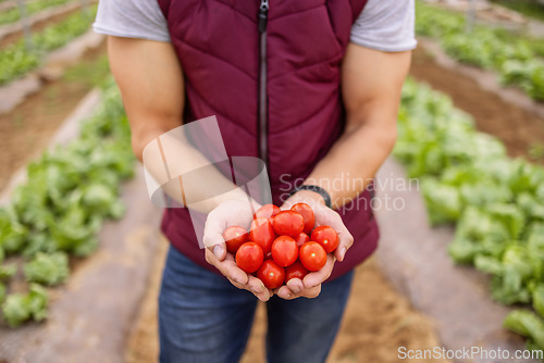 Image of Farmer, hands with tomato and eco friendly food produce, for organic farming and health. Agriculture, nutrition and natural diet for sustainability, wellness or holding vegetables for harvest growth.