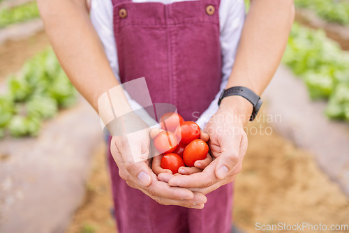 Image of Farmer, child and hands with tomato for agriculture, environmental and food sustainability education. Learning, healthy and gardener teaching kid organic fruit farming development skills outdoors