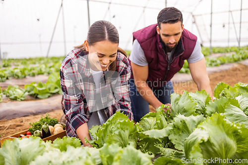 Image of Farm, agriculture health and food couple for sustainability, growth and teamwork. Plant, garden and environment with man and woman farmer with lettuce vegetable for small business, summer and agro