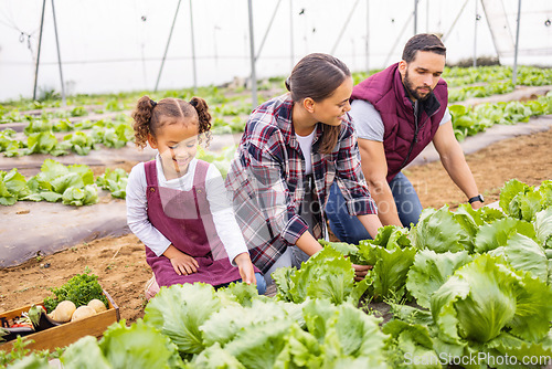 Image of Agriculture, garden and family harvesting vegetable produce on land in a greenhouse or garden. Ecology, farm and mother with father checking lettuce with their child in a sustainable farming garden