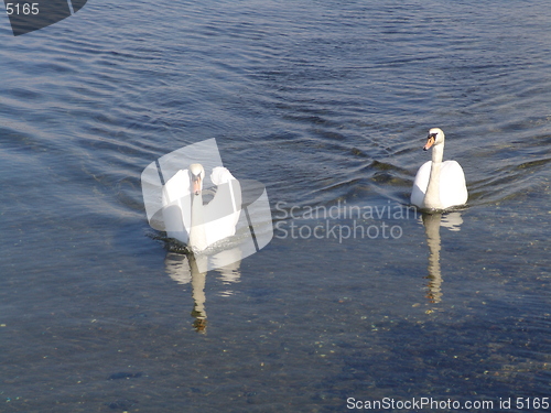 Image of Swan