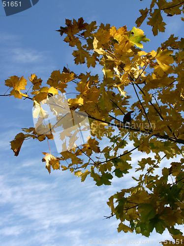 Image of maple