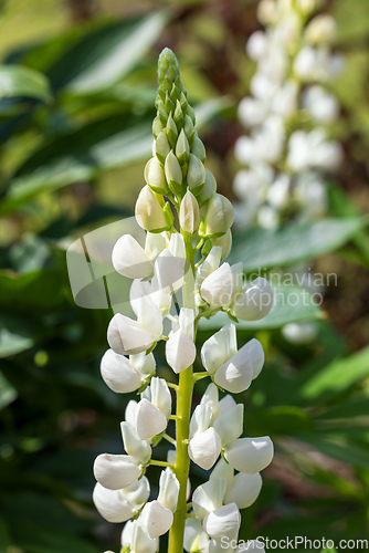 Image of blooming lupine flower