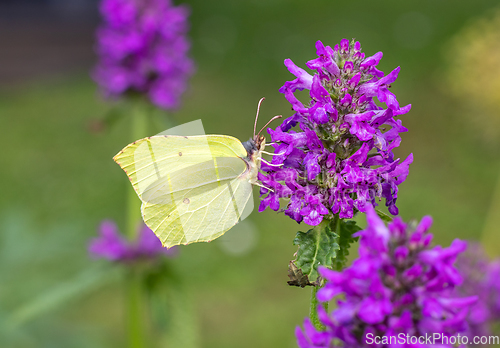 Image of beautiful butterfly on blooming flower