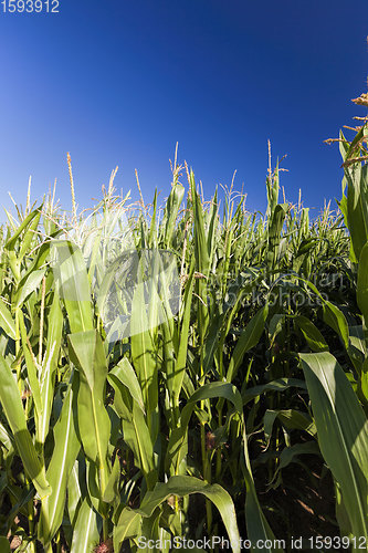 Image of agricultural field where sweet corn is grown