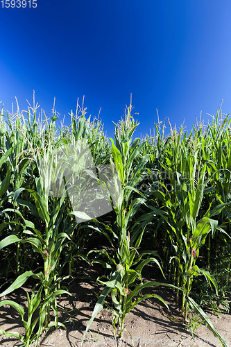 Image of agricultural field where sweet corn is grown