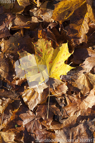 Image of leaf fall in autumn and on maple trees