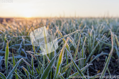 Image of wheat or rye sown for winter