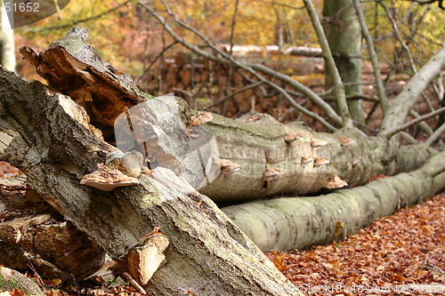 Image of tree fungus