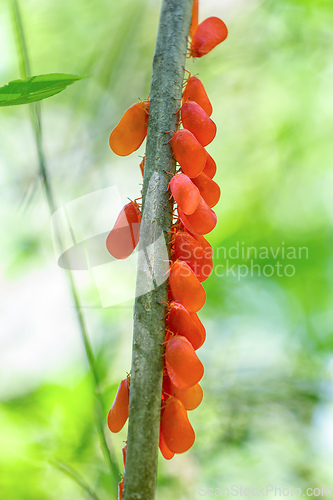 Image of Flatida rosea, Phromnia rosea, the flower-spike bug, Madagascar wildlife