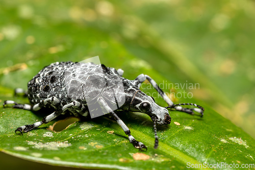 Image of Fungus weevil, Tophoderes annulatus, Ranomafana National Park, Madagascar wildlife