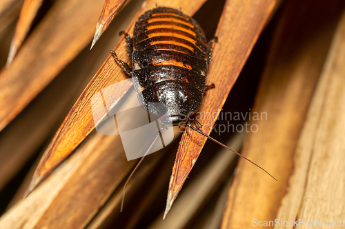 Image of Madagascar hissing cockroach, Gromphadorhina portentosa, Isalo National Park, Madagascar wildlife