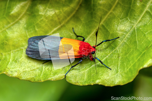 Image of Isorropus tricolor, moth of the subfamily Arctiinae, Ranomafana National Park. Madagascar wildlife
