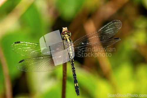 Image of Neodythemis hildebrandti, dragonfly, Ranomafana national Park, Madagascar wildlife