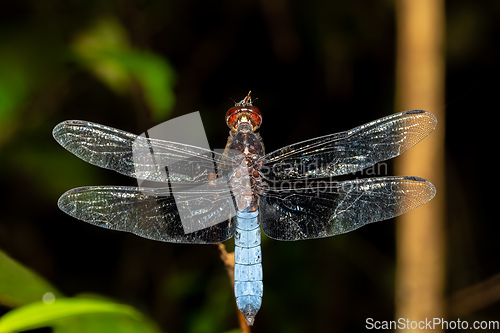 Image of Azure Skimmer Dragonfly male, Orthetrum azureum, Analamazaotra National Park, Madagascar wildlife