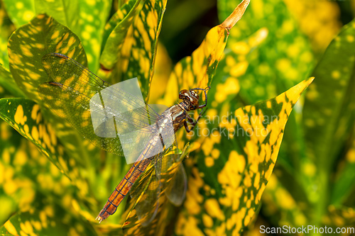 Image of Azure Skimmer Dragonfly male, Orthetrum azureum, Analamazaotra National Park, Madagascar wildlife