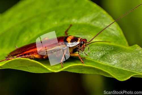 Image of Australian cockroach (Periplaneta australasiae), Ranomafana national Park, Madagascar wildlife