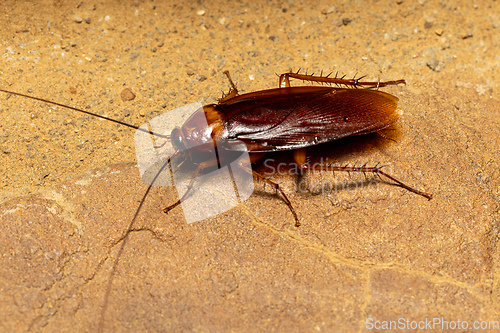 Image of Brown cockroach (Periplaneta brunnea), Isalo National Park, Madagascar wildlife