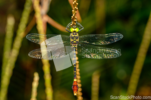 Image of Phyllomacromia trifasciata, Ranomafana national park, Madagascar wildlife animal