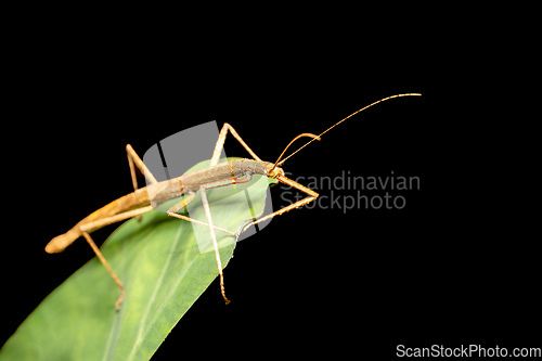 Image of Pink winged stick insect or Madagascan stick insect, Sipyloidea sipylus, Analamazaotra National Park. Madagascar wildlife