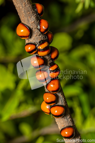 Image of Plataspid shield bug (Libyaspis coccinelloides), Isalo National Park. Madagascar wildlife