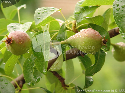 Image of pears