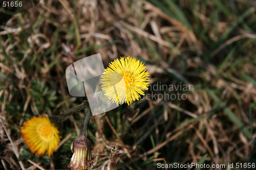 Image of coltsfoot