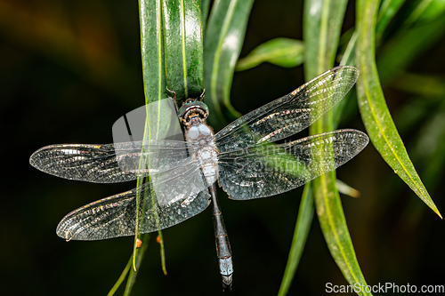Image of Zygonyx elisabethae, dragonfly Ranomafana national park, Madagascar wildlife animal