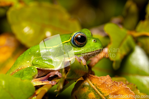 Image of Boophis occidentalis, Andringitra National Park, Madagascar wildlife