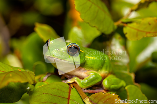 Image of Boophis occidentalis, Andringitra National Park, Madagascar wildlife