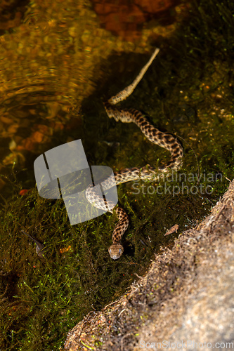 Image of Malagasy Cat-eyed Snake, Madagascarophis colubrinus, Andringitra National Park, Madagascar