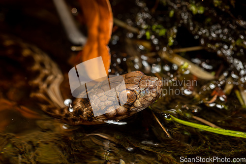 Image of Malagasy Cat-eyed Snake, Madagascarophis colubrinus, Andringitra National Park, Madagascar