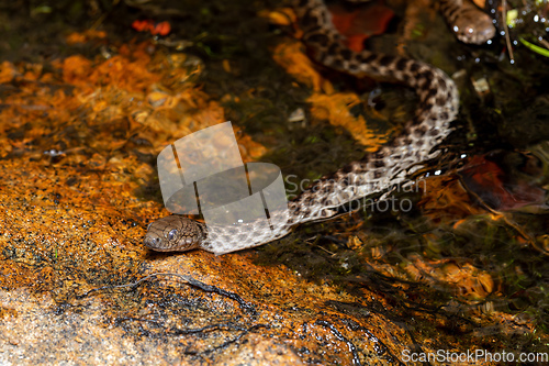 Image of Malagasy Cat-eyed Snake, Madagascarophis colubrinus, Andringitra National Park, Madagascar