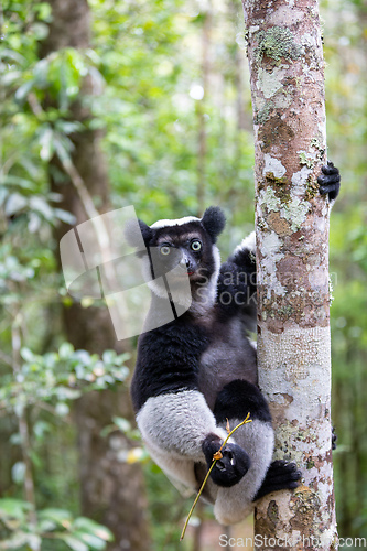 Image of Lemur Indri, Madagascar wildlife