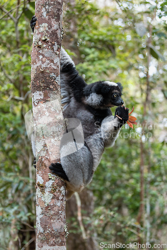 Image of Lemur Indri, Madagascar wildlife