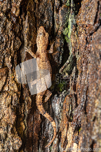 Image of Hemidactylus mercatorius, Tsingy de Bemaraha, Madagascar wildlife