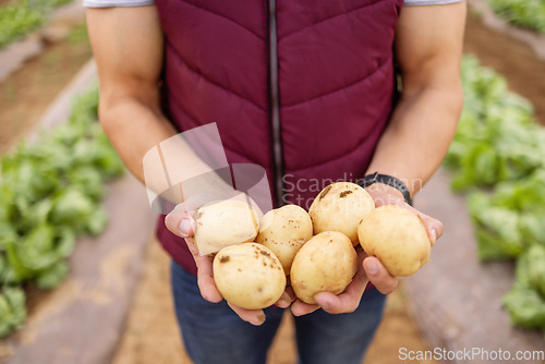 Image of Hands, potato or farmer outdoor on a farm or vegetable garden. Zoom in of a man hand with sustainable and healthy food with agriculture or farming worker with fresh harvest vegetables crops in spring