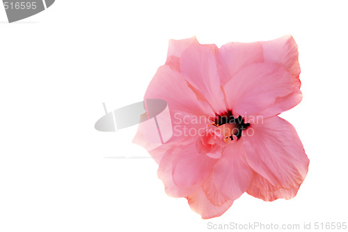 Image of Pink hibiscus isolated on the white background