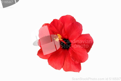 Image of red hibiscus isolated on the white background