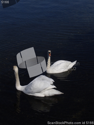 Image of Swan