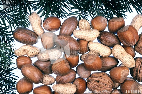 Image of Detail of coniferous and nuts  - frame